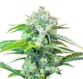 Old Mandarine auto