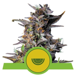 Watermelon Auto od Royal Queen Seeds nasiona marihuany