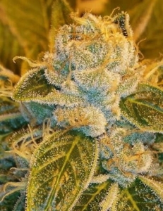 Sour Ripper od Ripper Seeds nasiona marihuany