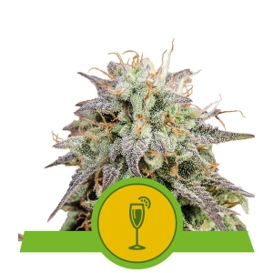 Mimosa Auto od Royal Queen Seeds nasiona marihuany