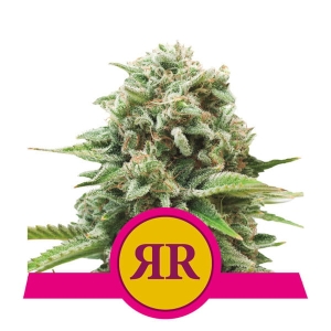 Royal Runtz  od Royal Queen Seeds nasiona marihuany