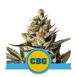 Royal CBG Auto od Royal Queen Seeds nasiona marihuany