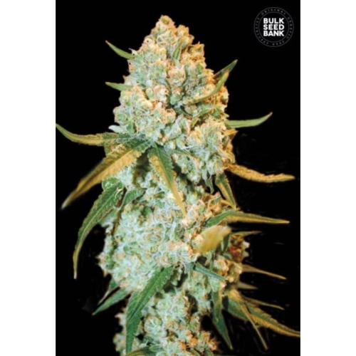 Special Crystal Haze