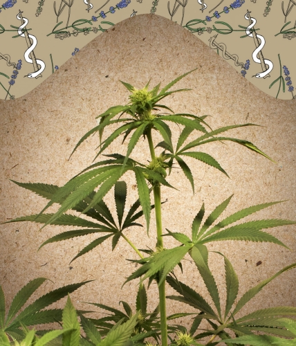 CBD Terra Italia