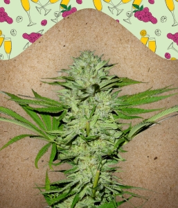 Mimosa Champagne od Female Seeds nasiona marihuany