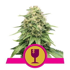 Critical od Royal Queen Seeds nasiona marihuany