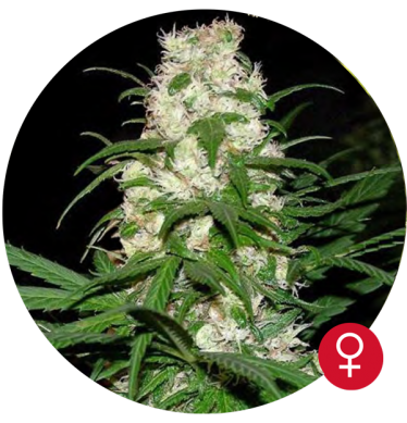 Energy Haze
