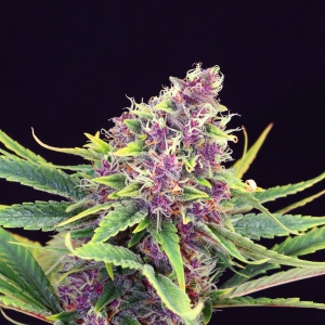Purple Kush od Kannabia Seed nasiona marihuany