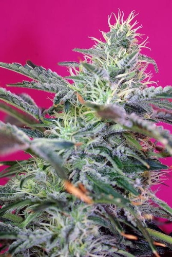 Sweet Cheese Auto