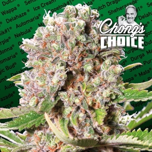 Mendocino Skunk od Paradise Seeds nasiona marihuany