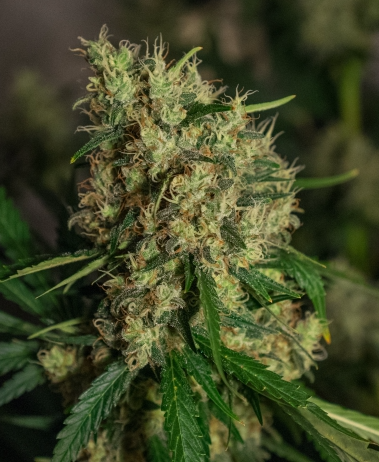 Lemon Bud