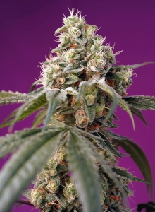 Bruce Banner Auto od Sweet Seeds nasiona marihuany