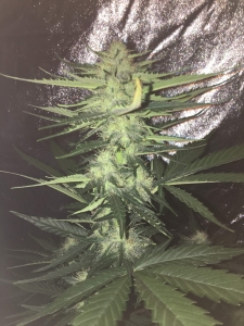 Big Devil #2 Auto od Sweet Seeds nasiona marihuany