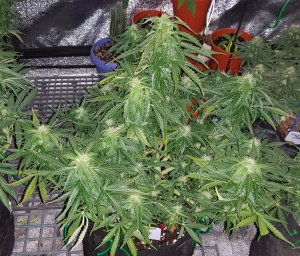 Big Devil Auto od Sweet Seeds nasiona marihuany