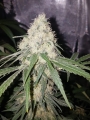 Sour Diesel auto