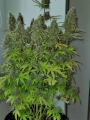 Super Mazar auto