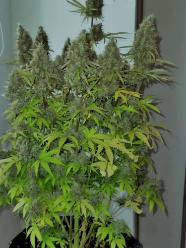 Super Mazar auto