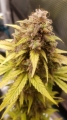 Blueberry auto