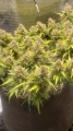 Blueberry auto