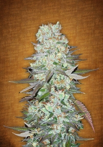 G14 od FastBuds nasiona marihuany
