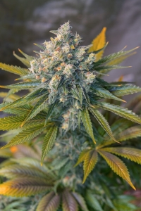 Big Devil Fast Version od Sweet Seeds nasiona marihuany