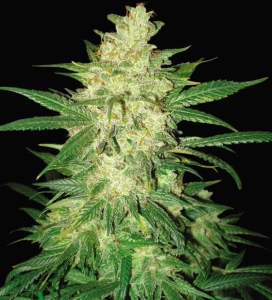 Sweet Coffee Ryder (Auto) od World of Seeds nasiona marihuany