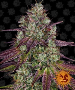 Mimosa EVO od Barney's Farm nasiona marihuany