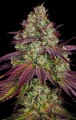 Mimosa EVO