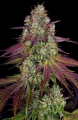 Mimosa EVO