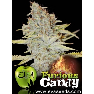 Furious Candy od Eva Seeds nasiona marihuany