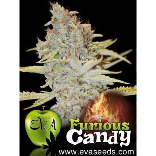 Furious Candy
