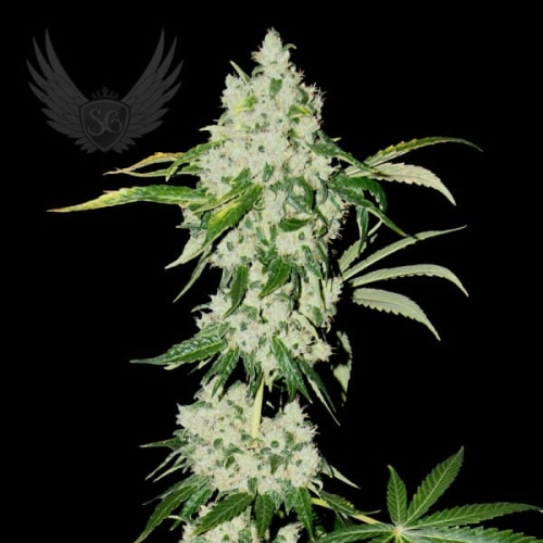 Orginal Jack Auto