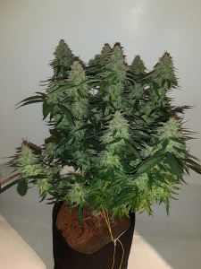 Big Devil XL Auto od Sweet Seeds nasiona marihuany