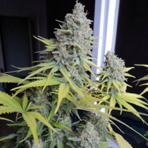 Big Foot od Sweet Seeds nasiona marihuany