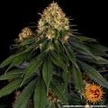 Skywalker OG Auto