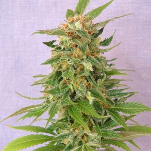 Ginger Punch Auto od Kannabia Seed nasiona marihuany