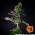 Tropicanna Banana