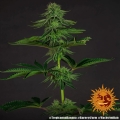 Tropicanna Banana