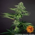 Tropicanna Banana