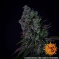 Tropicanna Banana