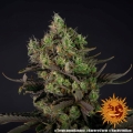 Tropicanna Banana