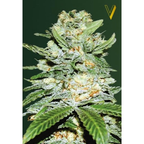 Auto Jack Herer