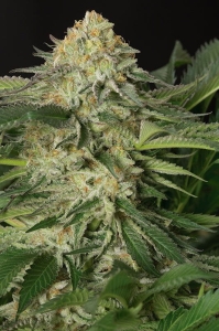 Lemon Garlic OG od Humboldt Seeds nasiona marihuany