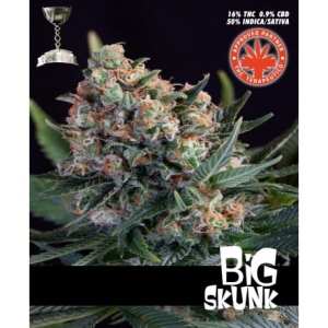 Big Skunk od Pure Seeds nasiona marihuany