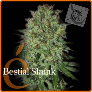 Bestial Skunk od Elite Seeds nasiona marihuany