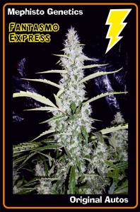 Fantasmo Express Auto od Mephisto Genetics nasiona marihuany
