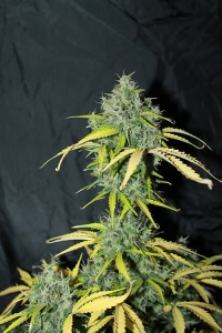 Auto Amnesia od Seedsman nasiona marihuany