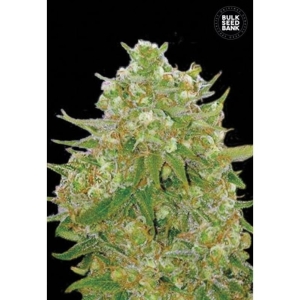 Master Kush Grand od Bulk Seed Bank nasiona marihuany