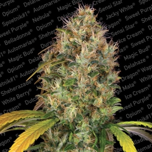 Dutch Kush od Paradise Seeds nasiona marihuany