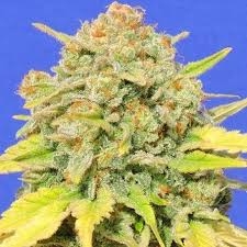 Zkittlez